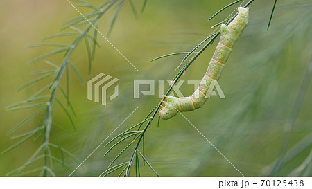 アスパラガスの葉を食べるシャクトリムシの写真素材