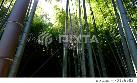 竹林の中の蜘蛛の巣 竹林の中の蜘蛛の巣 70126982