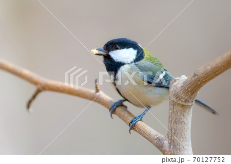 シジュウカラ 野鳥 シジュウカラ 野鳥 70127752
