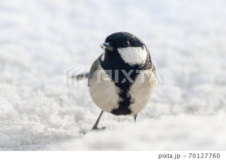 シジュウカラ 野鳥  70127760