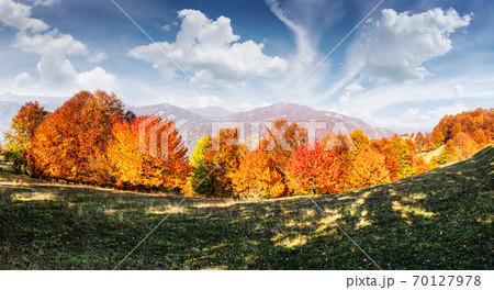 Picturesque autumn mountains with red beech forest 70127978