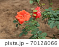 薔薇　バラ　rose 70128066