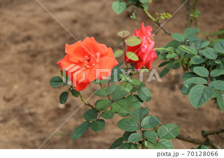 薔薇　バラ　rose 70128066