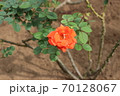 薔薇　バラ　rose 70128067
