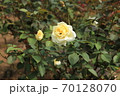 薔薇　バラ　rose　 70128070
