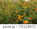 黄花コスモス　キバナコスモス　Cosmos　sulphureus 70128072
