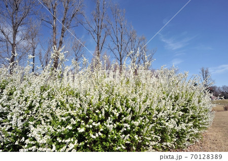 彩の森入間公園、絹雲たなびく春の青空に、白いユキヤナギの花が満開となる。 70128389