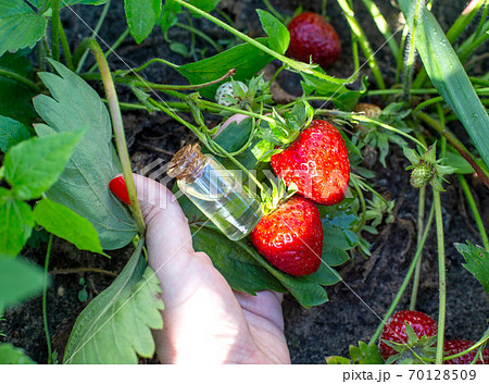 A hand holds a handful of strawberry berries with a bubble of essential oil. Strawberry essential oil in aromatherapy and cosmetology A hand holds a handful of strawberry berries with a bubble of essential oil. Strawberry essential oil in aromatherapy and cosmetology 70128509