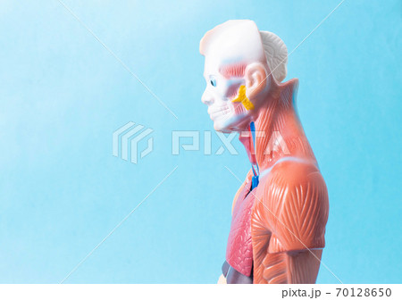Man mannequin on a blue background. The concept of the study of human diseases and their treatment with a medical dummy, copy space 70128650