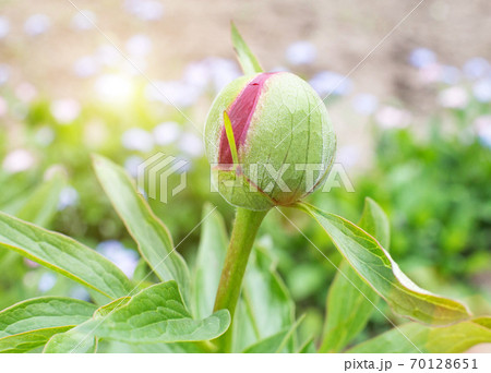 Red peony flower bud in nature, background 70128651
