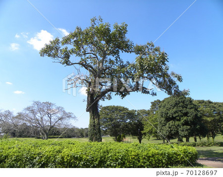 一寸変わった樹形の昭和の森の桐の木の写真素材