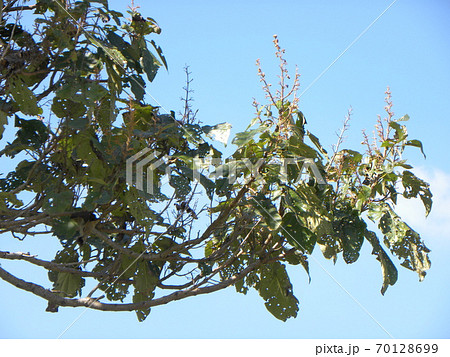 実が見られる桐の木の拡大写真 70128699