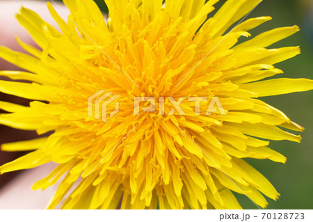 Yellow dandelion closeup background, summer Yellow dandelion closeup background, summer 70128723