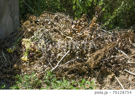 A pile of garbage. Dry branches and grass. A pile of garbage. Dry branches and grass. 70128754