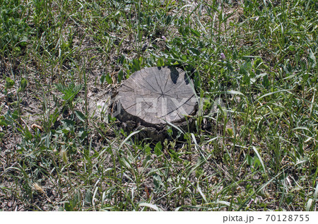 Old wooden stump among green grass. Old wooden stump among green grass. 70128755