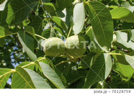 Walnut tree grows awaiting harvest. Walnut tree grows awaiting harvest. 70128759