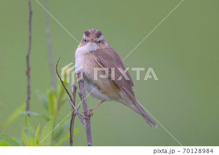 コヨシキリ Black browed reed warbler 70128984