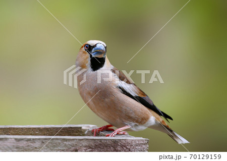 シメ Hawfinch 70129159