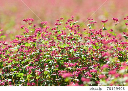 赤蕎麦の畑 70129408