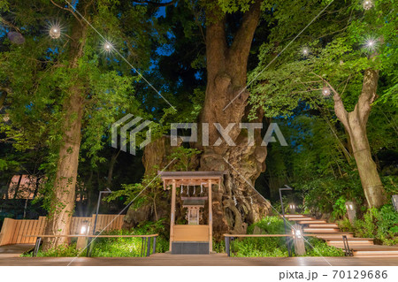 静岡県熱海市 来宮神社の御神木 大楠木 静岡県熱海市 来宮神社の御神木 大楠木 70129686
