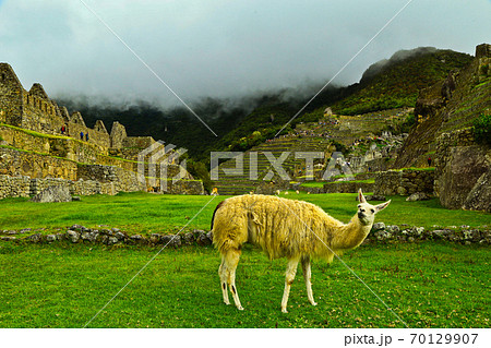 遺跡に住まうリャマ 70129907