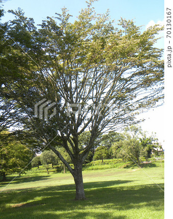 色づき始めた昭和の森のケヤキの木 70130167