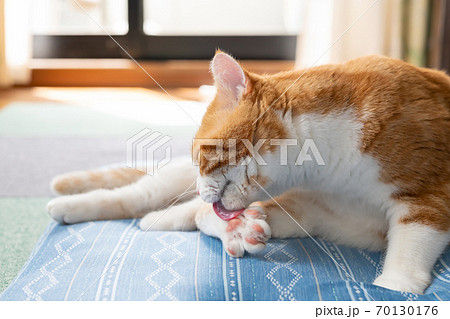 グルーミングする白茶猫 マンチカン グルーミングする白茶猫 マンチカン 70130176