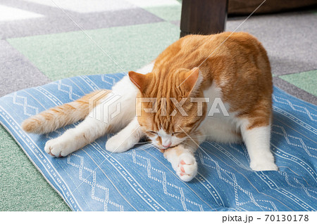 グルーミングする白茶猫 マンチカン グルーミングする白茶猫 マンチカン 70130178