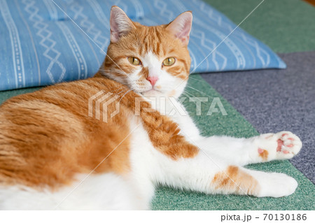 グルーミングする白茶猫 マンチカン グルーミングする白茶猫 マンチカン 70130186