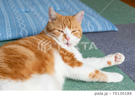 グルーミングする白茶猫 マンチカン グルーミングする白茶猫 マンチカン 70130188