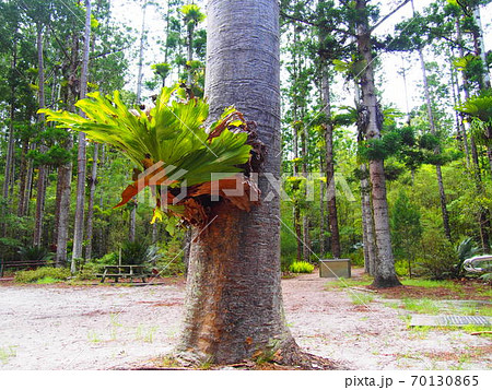 フレーザー島の不思議な植物 フレーザー島の不思議な植物 70130865