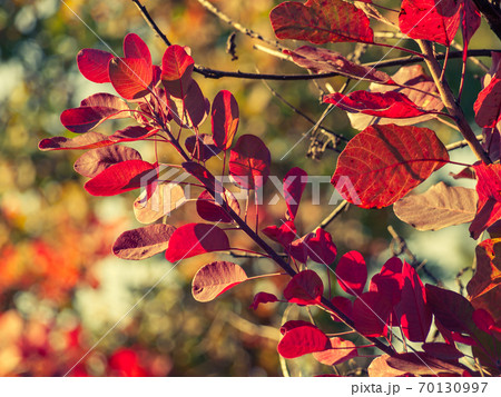 Trees and bushes with red and yellow leaves in the forest on autumn Trees and bushes with red and yellow leaves in the forest on autumn 70130997