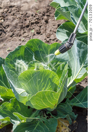 Spraying of cabbage. Protecting cabbage from disease Spraying of cabbage. Protecting cabbage from disease 70131009