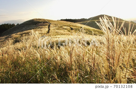 秋の生石高原 ススキの草原 和歌山県海草郡紀美野町の写真素材