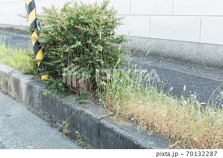 歩道の脇から生える草 70132287