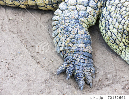 Front paw of the right crocodile close-up. 70132661