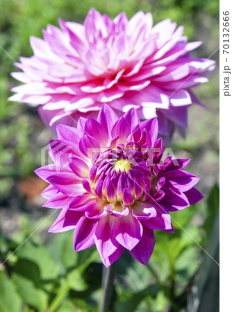 Blooming Dahlia varieties "Miss Delilah" close-up. Blooming Dahlia varieties "Miss Delilah" close-up. 70132666