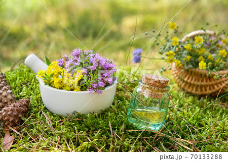 Bottle of essential oil or infusion, mortar of thyme and sedum flowers, basket of medicinal herbs on moss in forest outdoors. Alternative medicine. 70133288