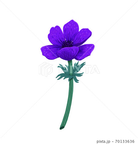 Violet Blue anemone isolated on white background. Hand drawn color pencil digital illustration. Collection of botanical design elements on white background 70133636