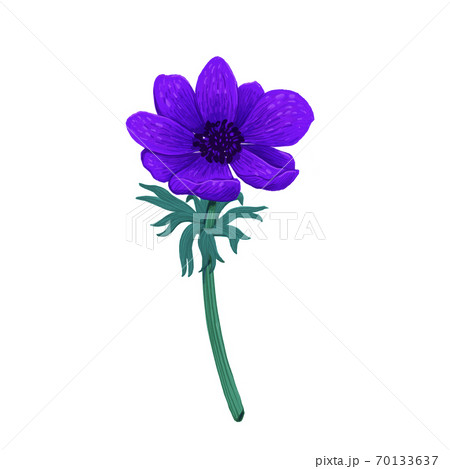 Violet Blue anemone isolated on white background. Hand drawn color pencil digital illustration. Collection of botanical design elements on white background 70133637