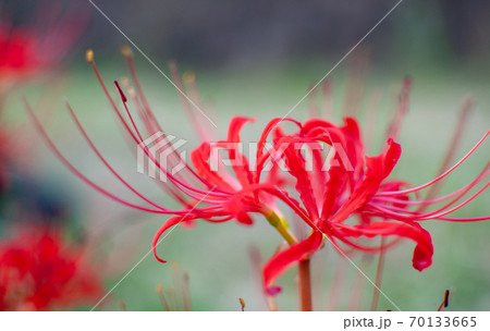 曼珠沙華 70133665