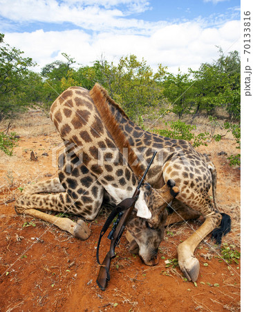 Giraffe hunting trophy with a rifle after anの写真素材