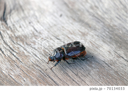 black beetle on the wood plank. 70134033