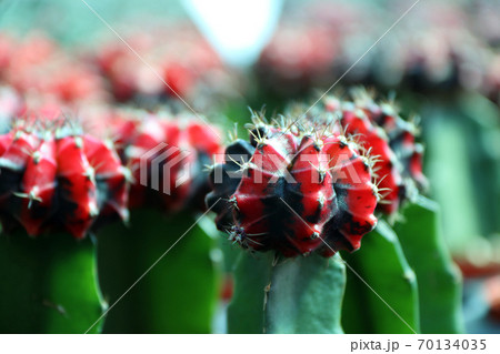 Red and black Moon Cactus on the green Cactus Red and black Moon Cactus on the green Cactus 70134035