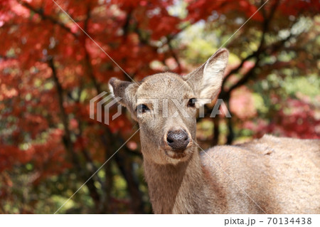 Deer standing background red leaves autumn tree at the park in Nara, Japan.  70134438