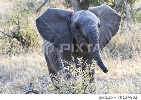 Little surprised the baby elephant with open ears Little surprised the baby elephant with open ears 70134802