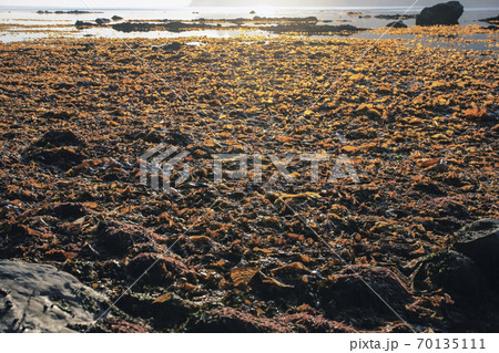 Seaweed in the zone of low tide on the shore of the sea of Okhotsk Seaweed in the zone of low tide on the shore of the sea of Okhotsk 70135111