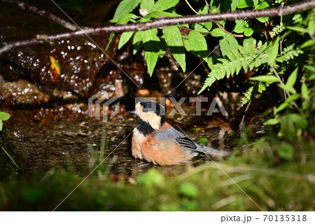 ヤマガラの水浴び ヤマガラの水浴び 70135318