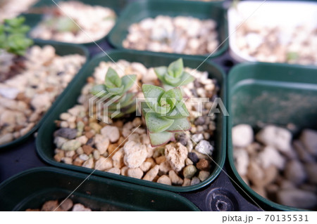 多肉植物星の王子の写真素材