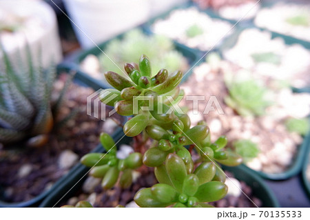 多肉植物虹の玉の写真素材